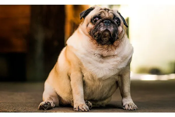 Alimentação para pets com necessidades especiais